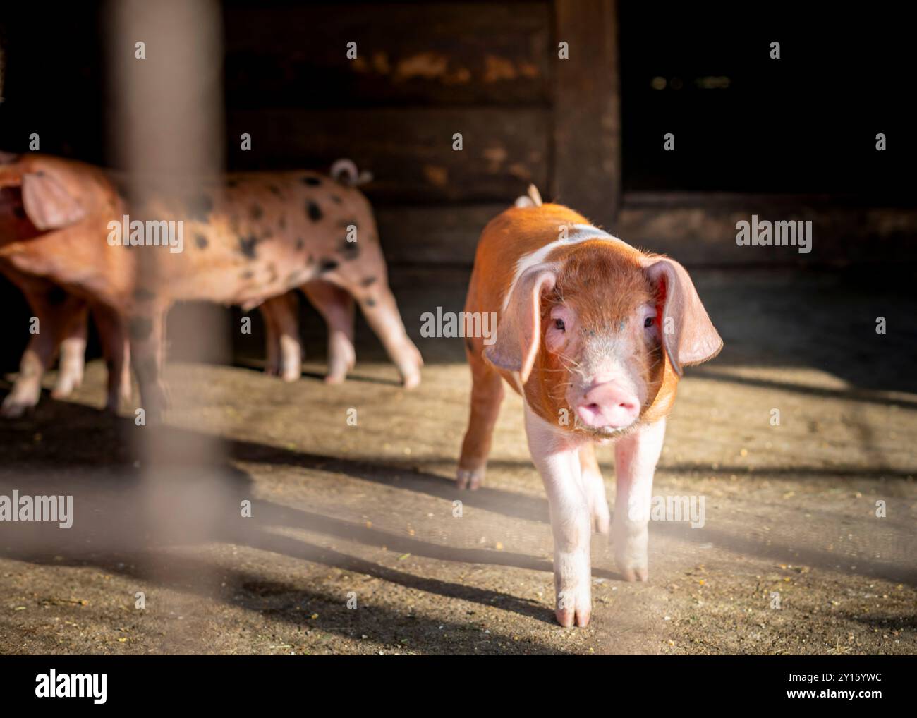 Maialino giovane con un caratteristico cappotto marrone e bianco. Il maialino ha un'espressione curiosa e si trova su un pavimento sporco, probabilmente in un fienile o in una penna. Foto Stock
