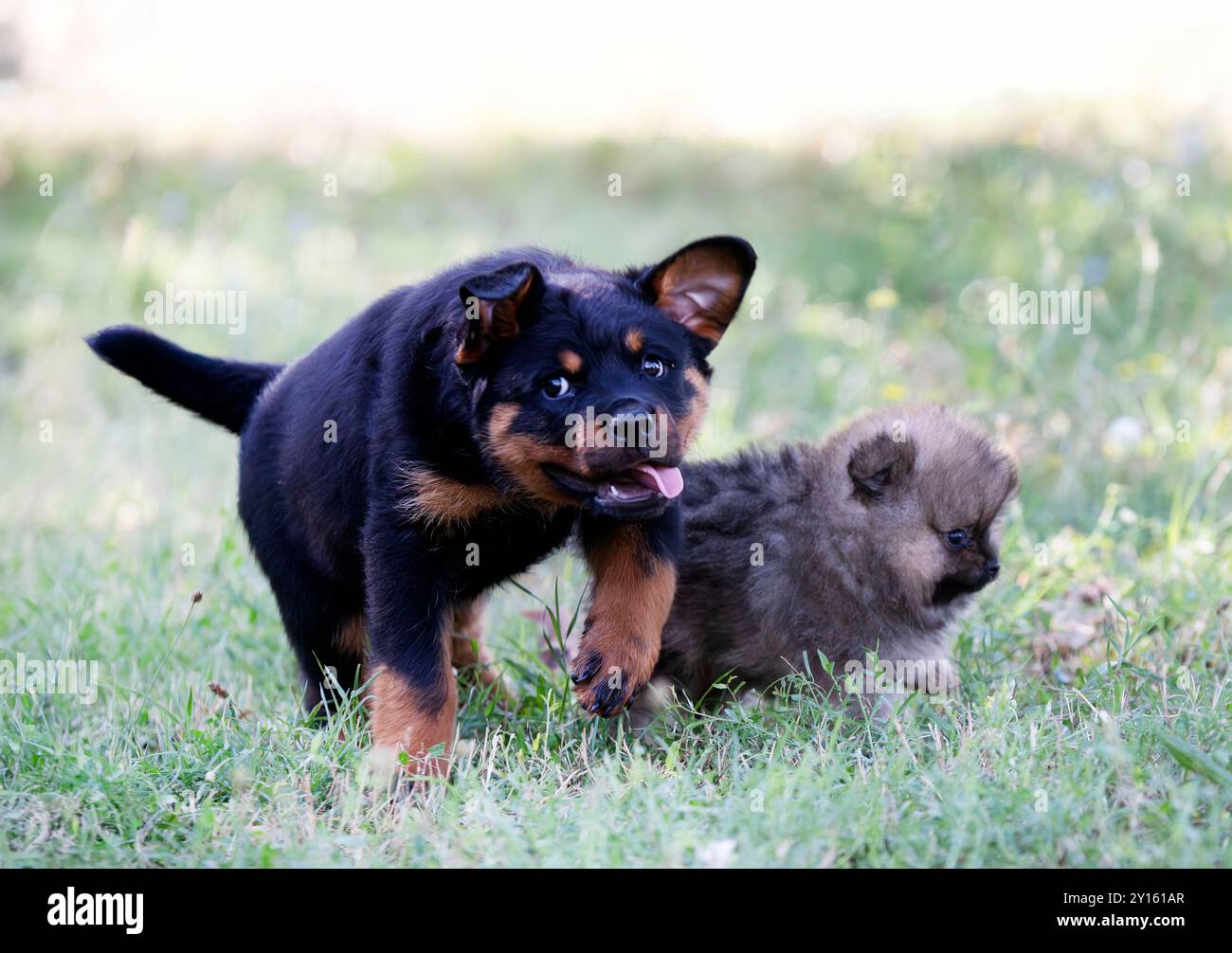 giovani rottweiler e spitz che soggiornano nella natura in estate Foto Stock