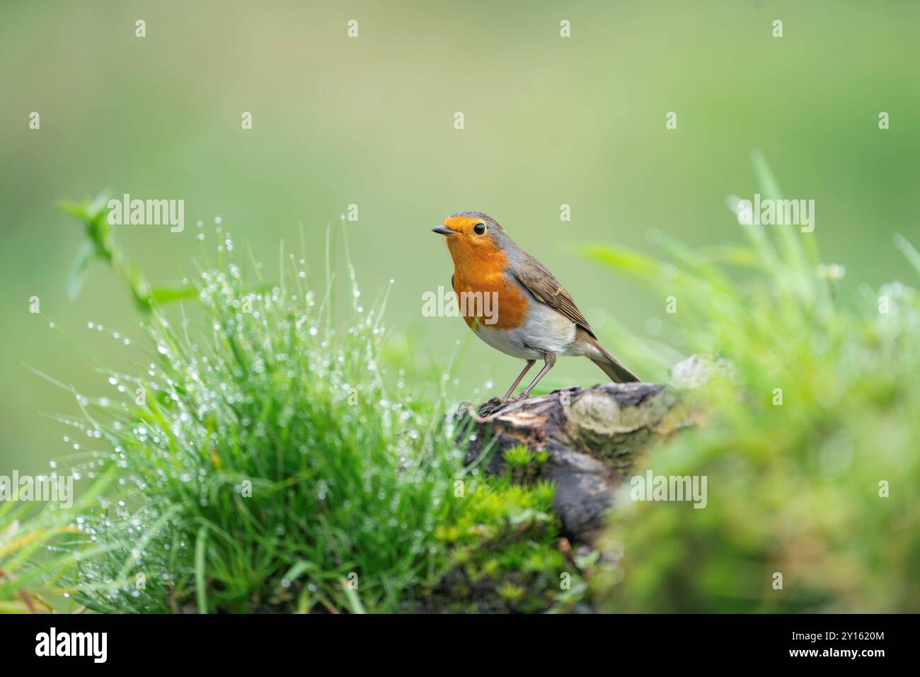 Unione robin, Erithacus rubecula Foto Stock