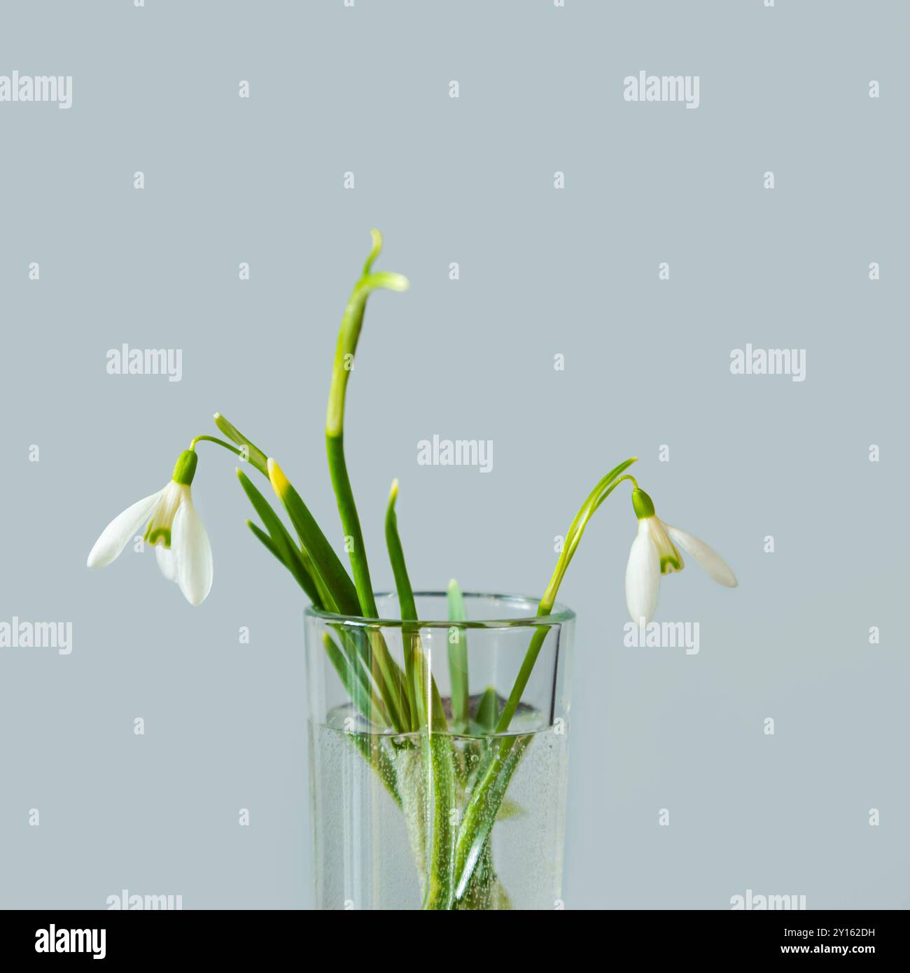 Fiori di neve primaverile in un vaso su sfondo azzurro. Copiare lo spazio per il testo. Sfondo naturale primaverile. Foto Stock