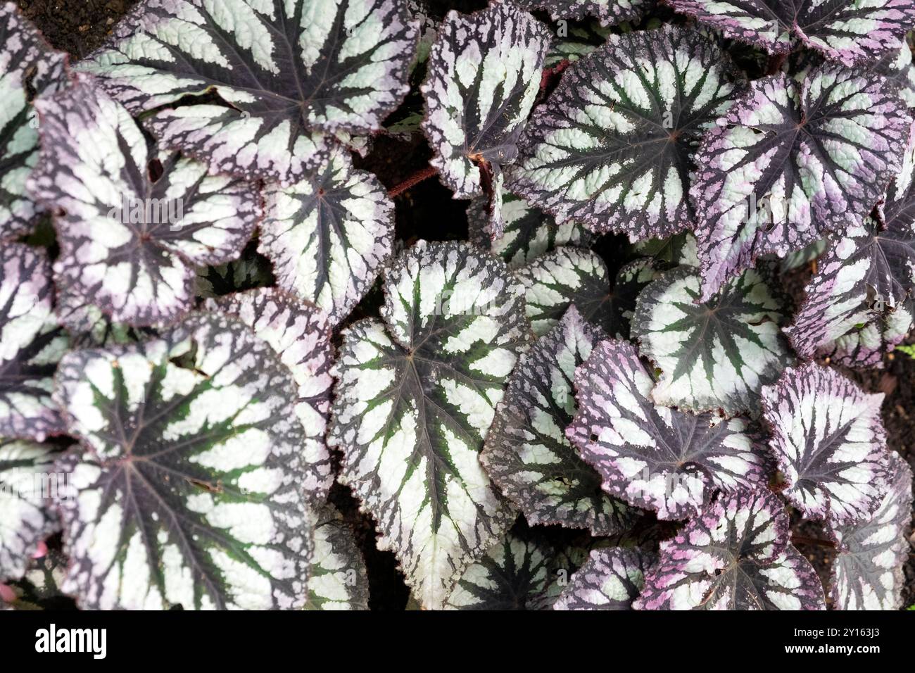 Begonia Fireworks pianta foglie su foglie fantasia in una serra del giardino botanico di Oxford Oxfordshire Inghilterra Regno Unito 2024 Gran Bretagna KATHY DEWITT Foto Stock