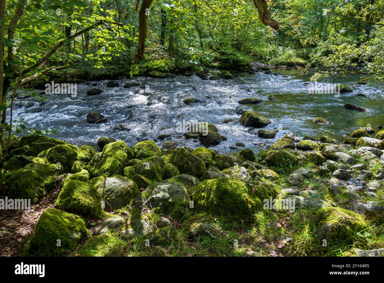 Il fiume Rothay corre veloce sulle pietre al sole del pomeriggio con lussureggianti rocce ricoperte di muschio verde in primo piano. Foto Stock