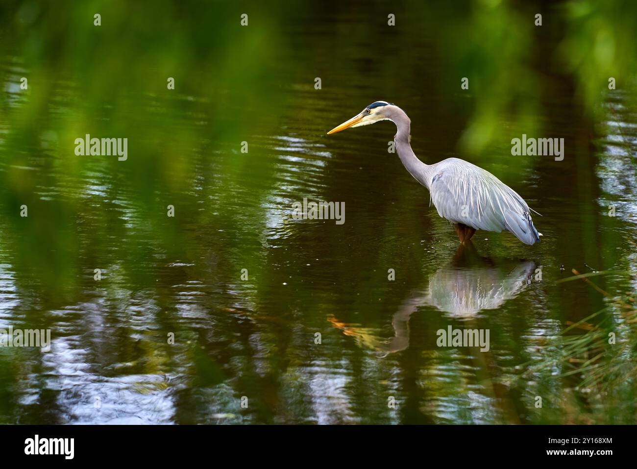 Ottimo cibo per stalking Blue Heron. Un grande Heron blu che caccia lungo una costa paludosa. Foto Stock