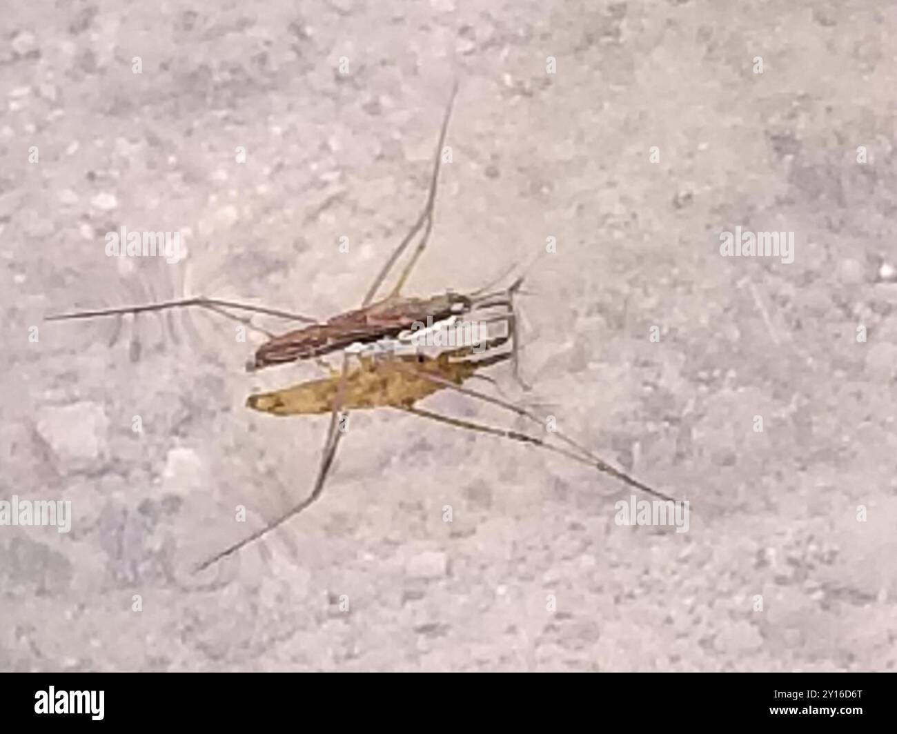 North American Common Water Strider (Aquarius remigis) Insecta Foto Stock