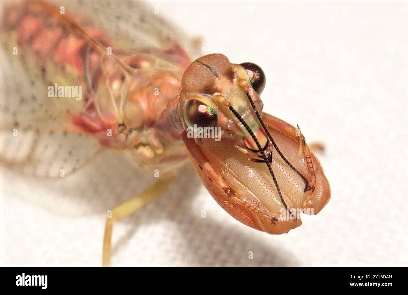 Mantis Lacewing (Ditaxis biseriata) Insecta Foto Stock