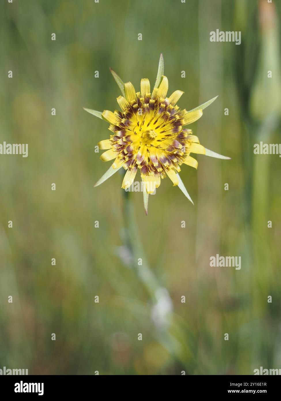 fiore giallo selvatico Foto Stock
