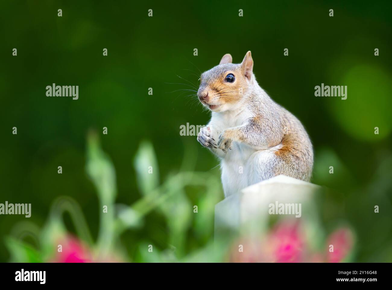 Ritratto di uno scoiattolo grigio in piedi su un palo di recinzione da giardino, Regno Unito. Foto Stock