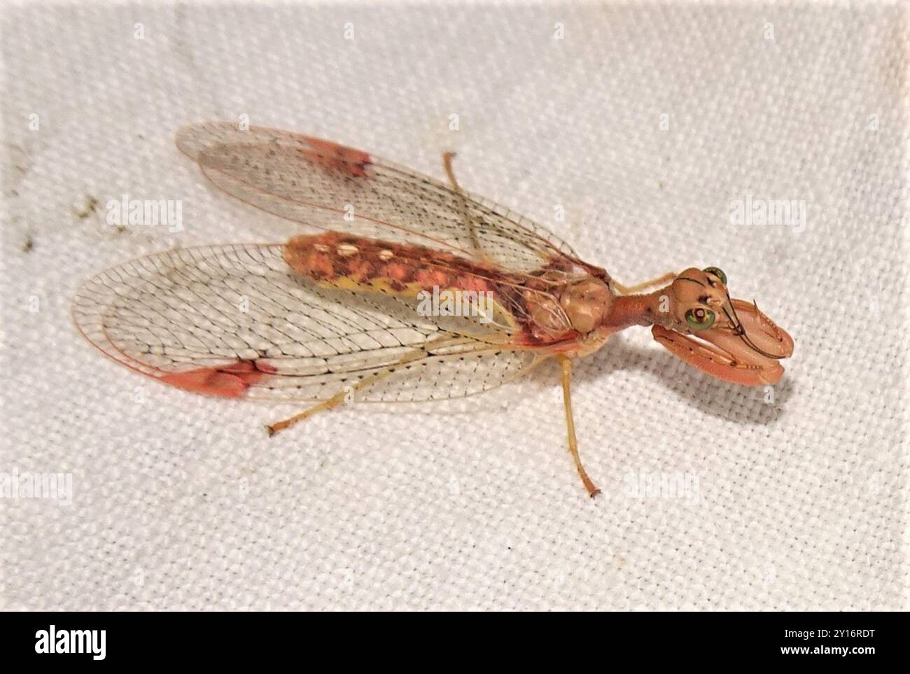 Mantis Lacewing (Ditaxis biseriata) Insecta Foto Stock