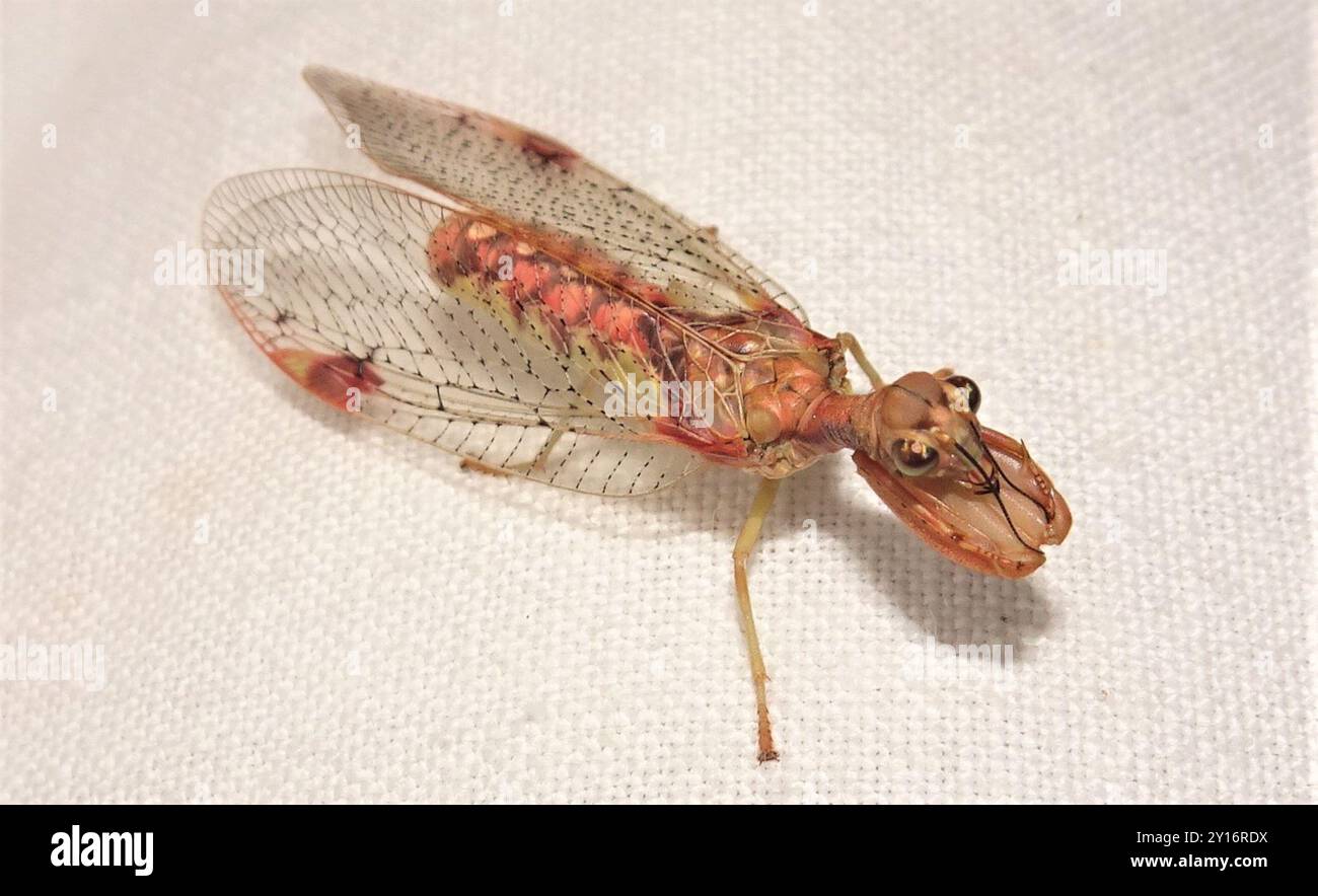 Mantis Lacewing (Ditaxis biseriata) Insecta Foto Stock