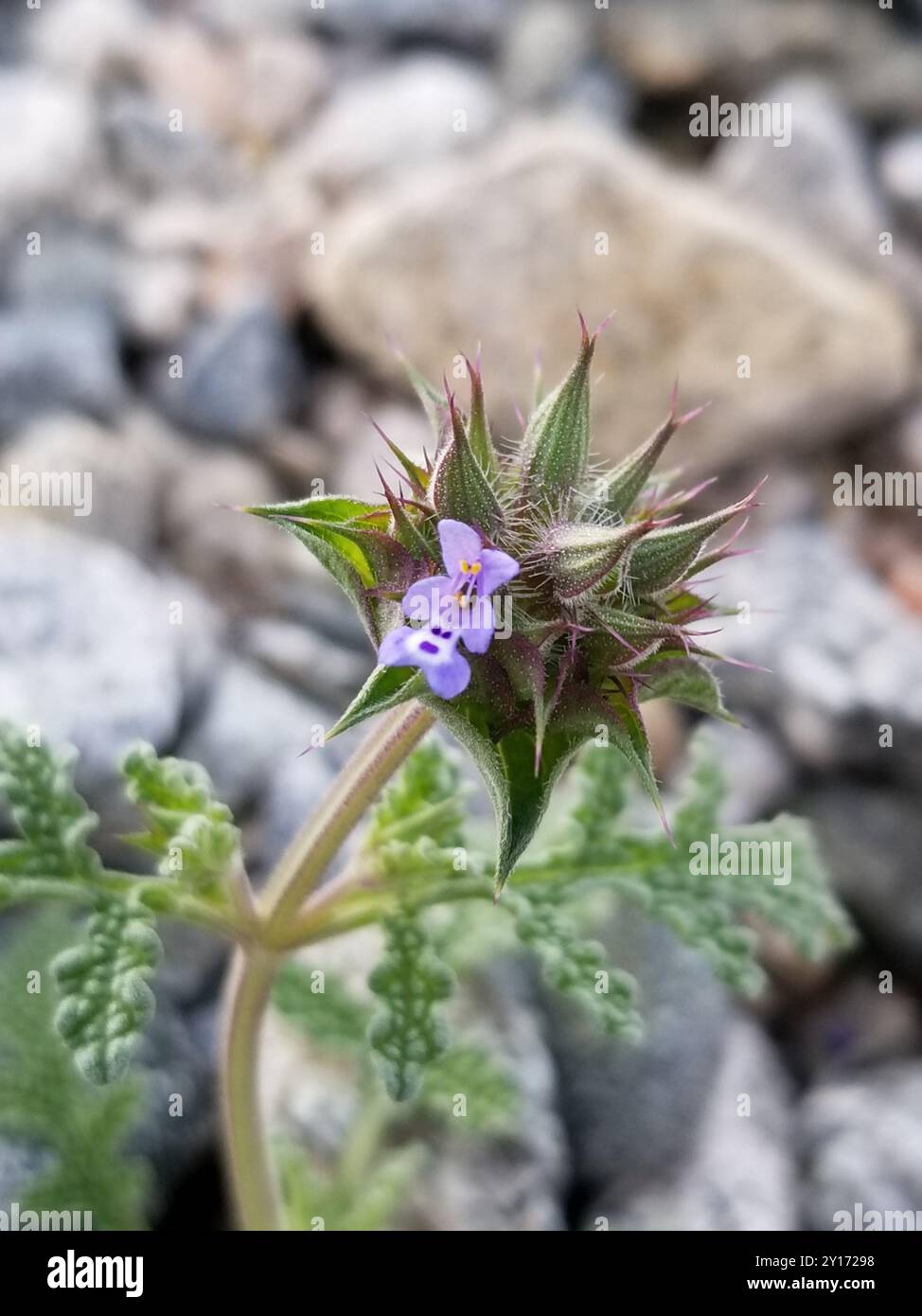 Chia (Salvia columbariae) Plantae Foto Stock