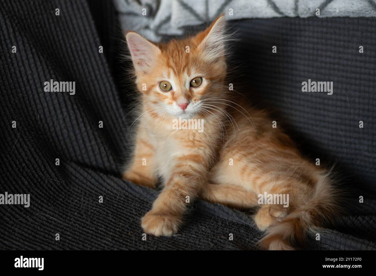 Ritratto di un gatto di casa Foto Stock