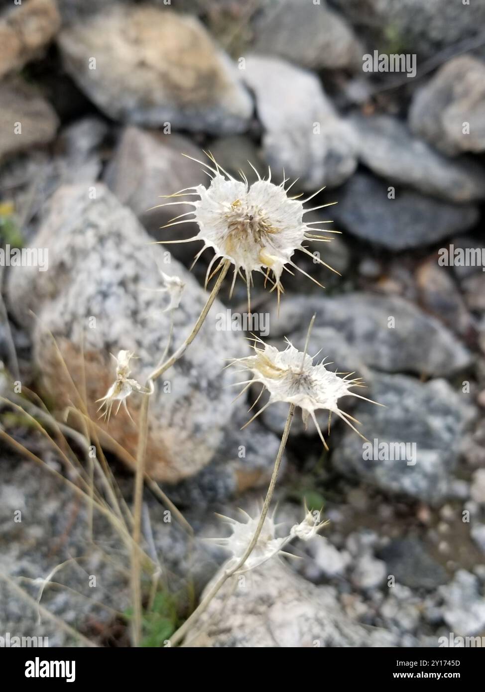 Chia (Salvia columbariae) Plantae Foto Stock