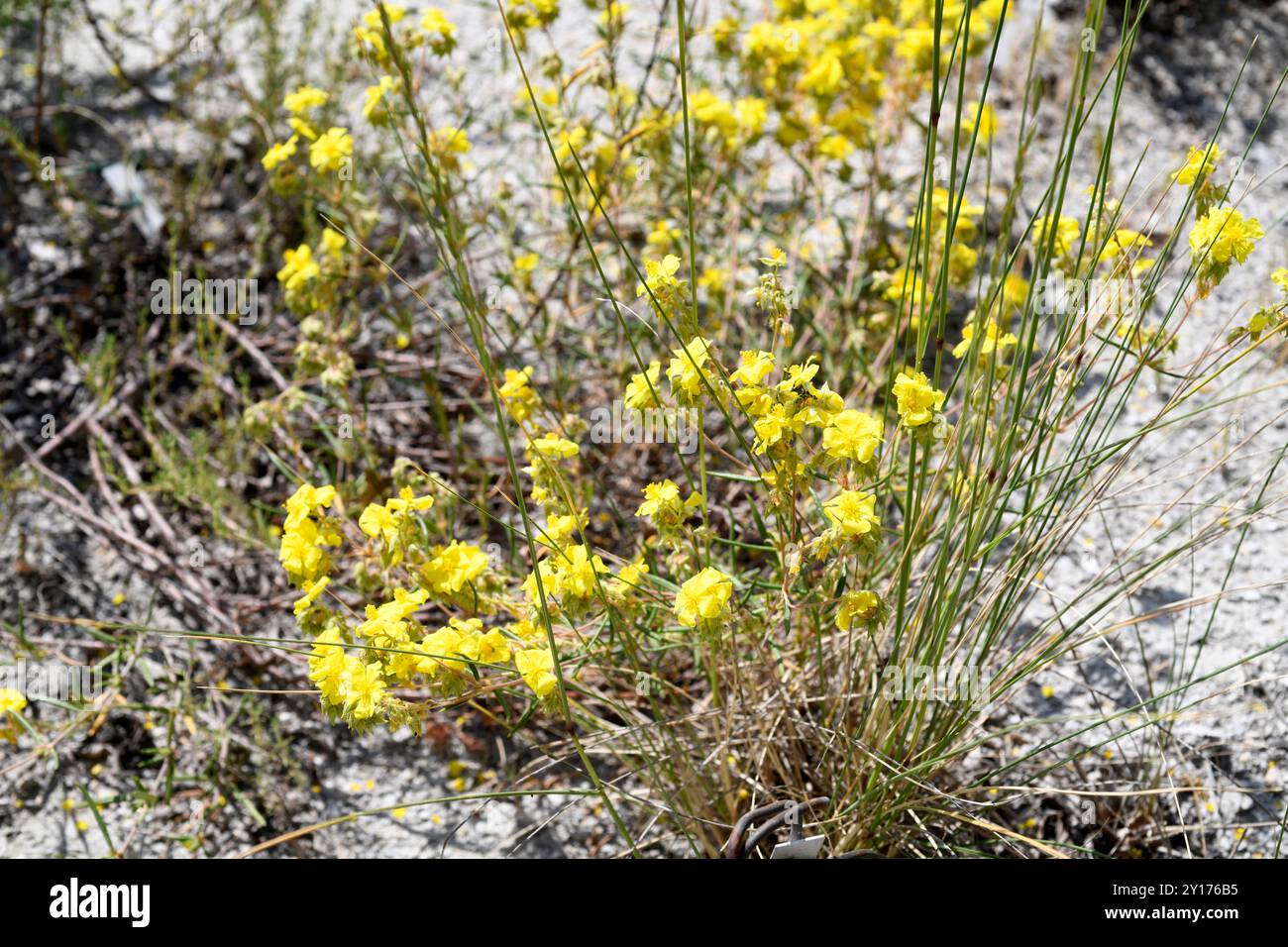 Helianthemum hirtum è un arbusto sempreverde originario dell'Europa sudoccidentale e dell'Africa settentrionale. Foto Stock