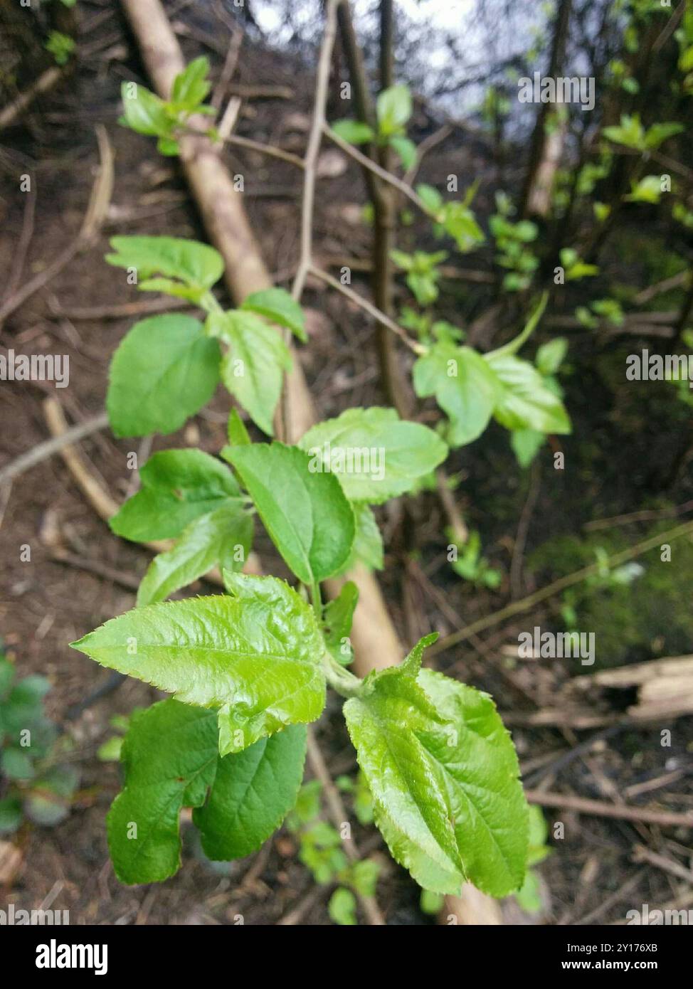 Pianta di mele di granchio del Pacifico (Malus fusca) Foto Stock