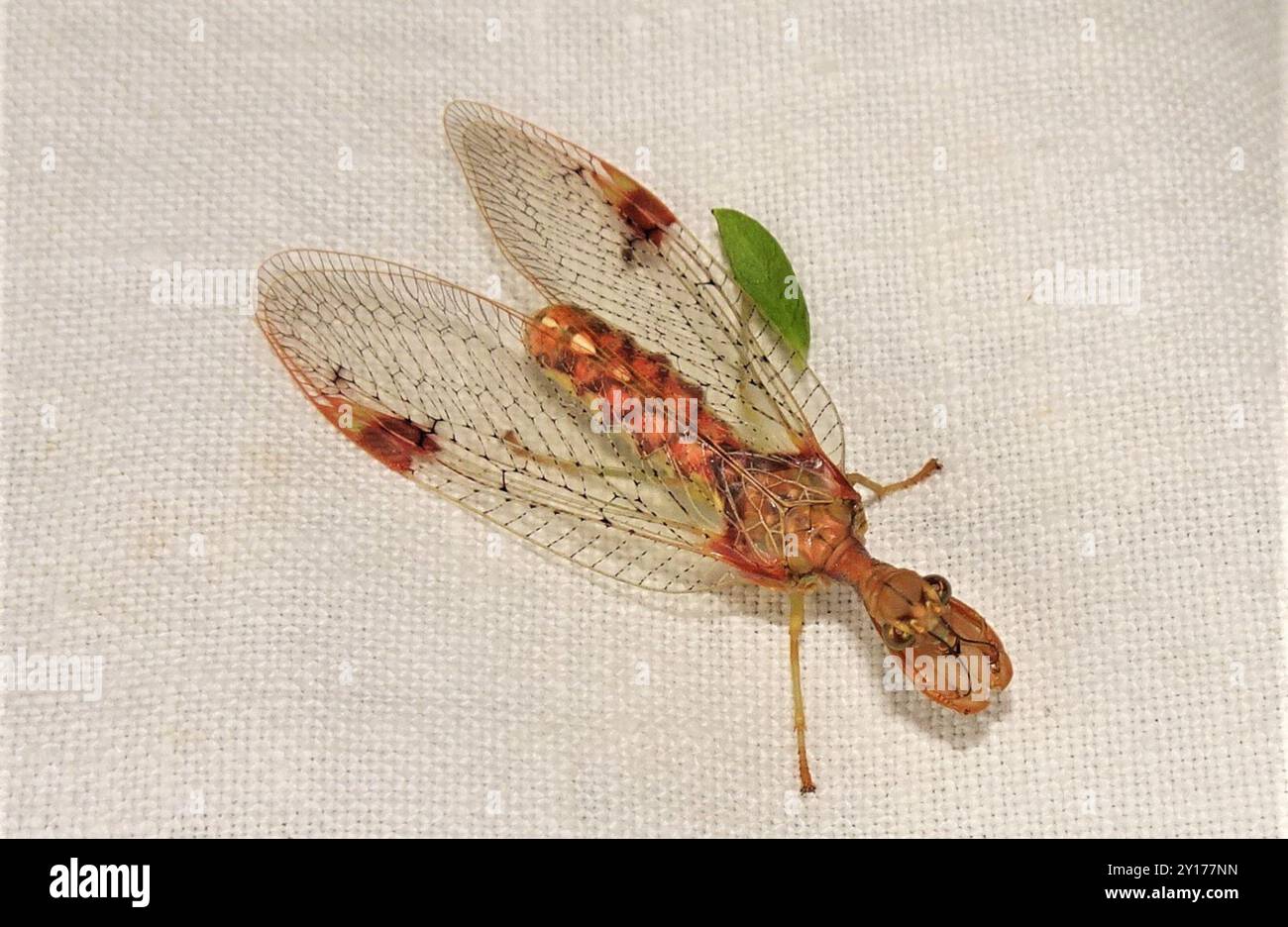 Mantis Lacewing (Ditaxis biseriata) Insecta Foto Stock