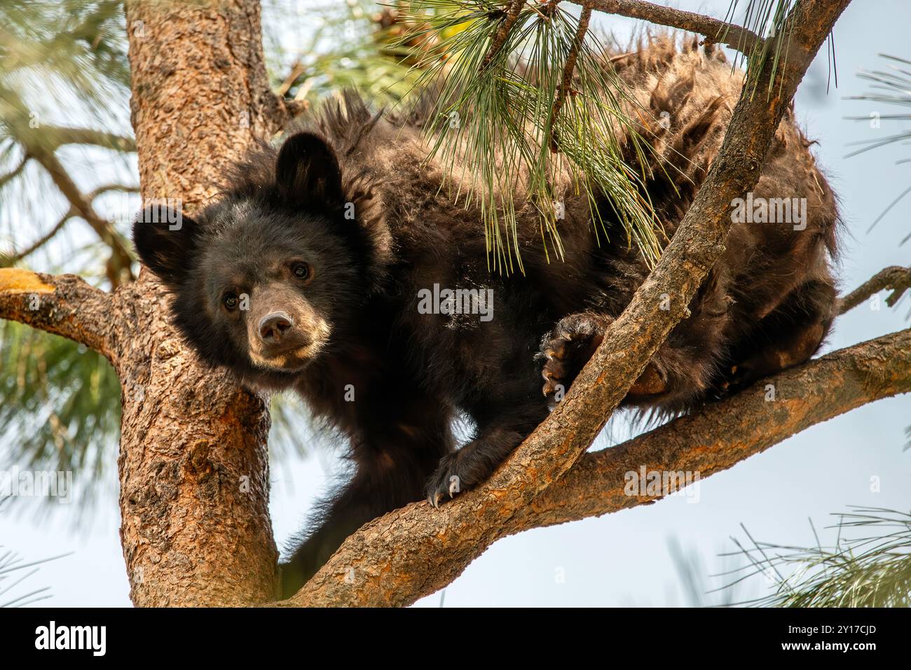 Orsi bruni Foto Stock