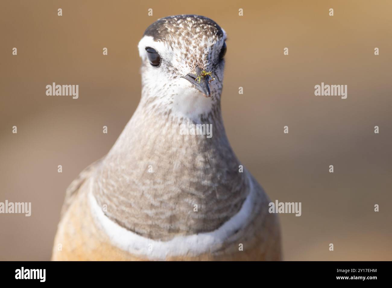 Dotterel eurasiatico nidificato nei suoi terreni di riproduzione nella Norvegia artica Foto Stock