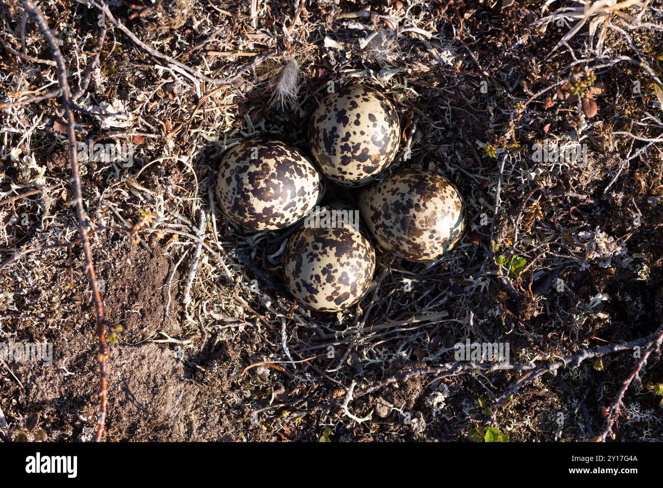 Nido del Northern Golden Plover e uova nei campi di riproduzione della Norvegia artica Foto Stock