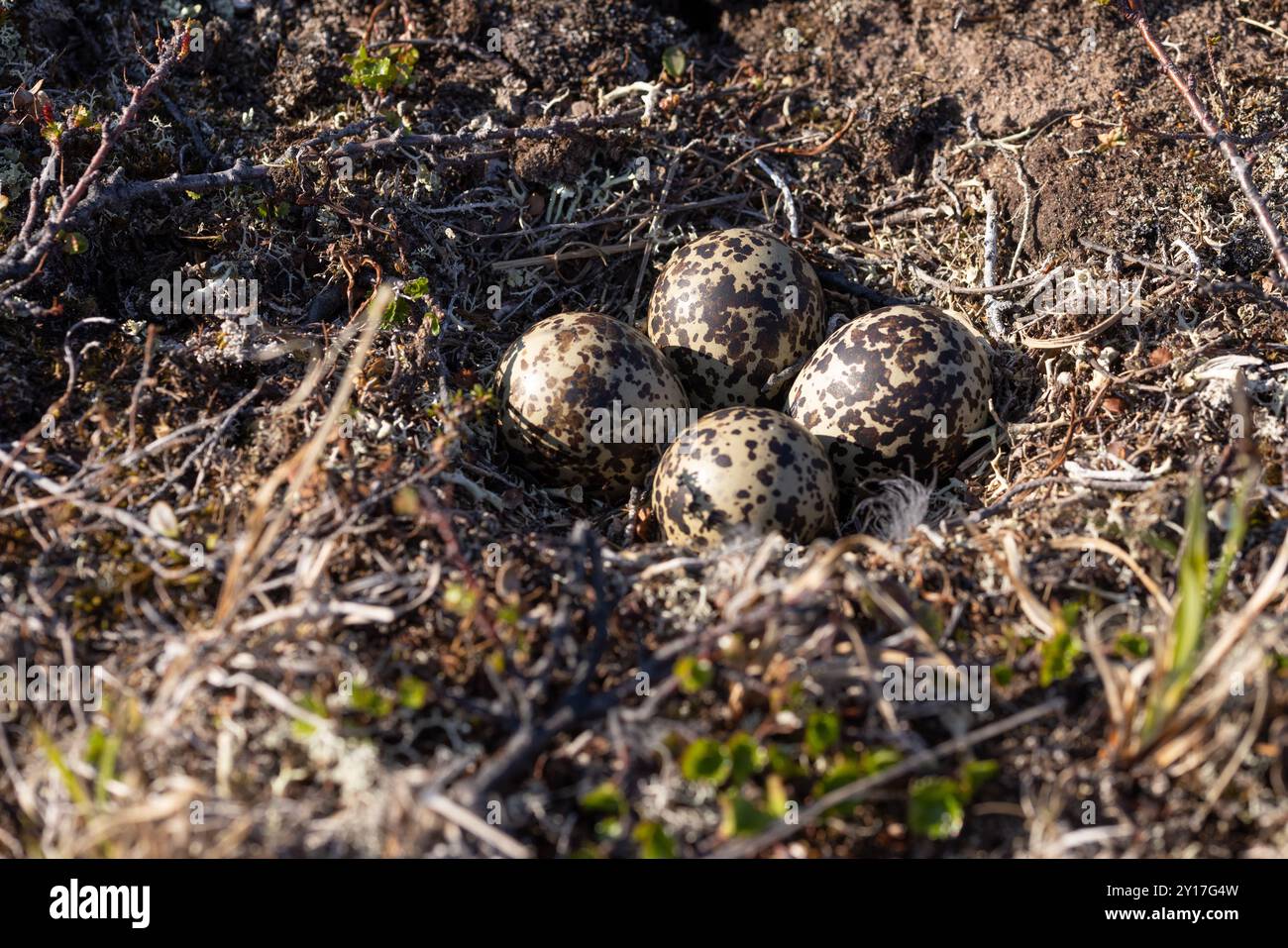Nido del Northern Golden Plover e uova nei campi di riproduzione della Norvegia artica Foto Stock