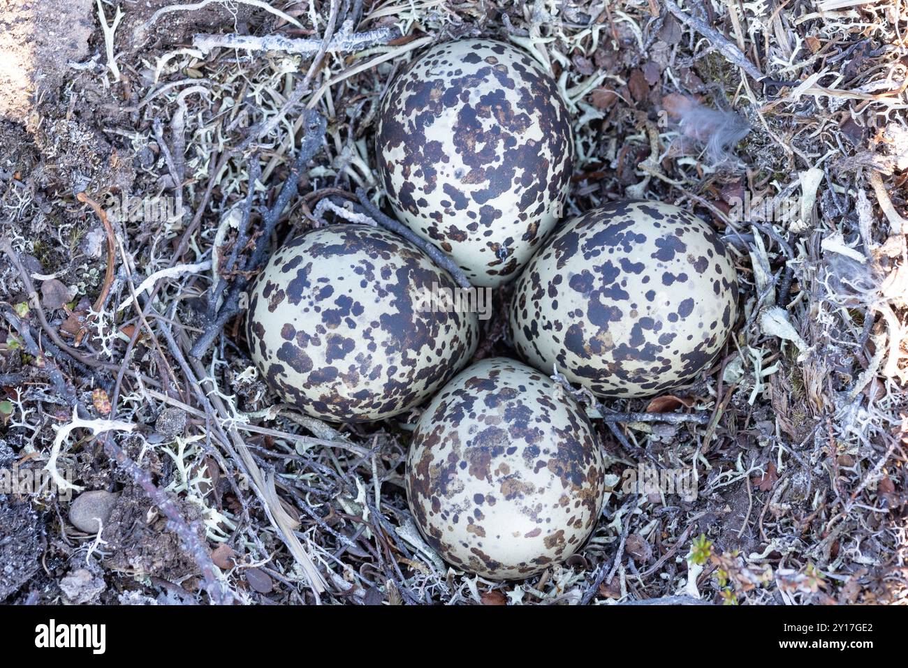 Nido del Northern Golden Plover e uova nei campi di riproduzione della Norvegia artica Foto Stock