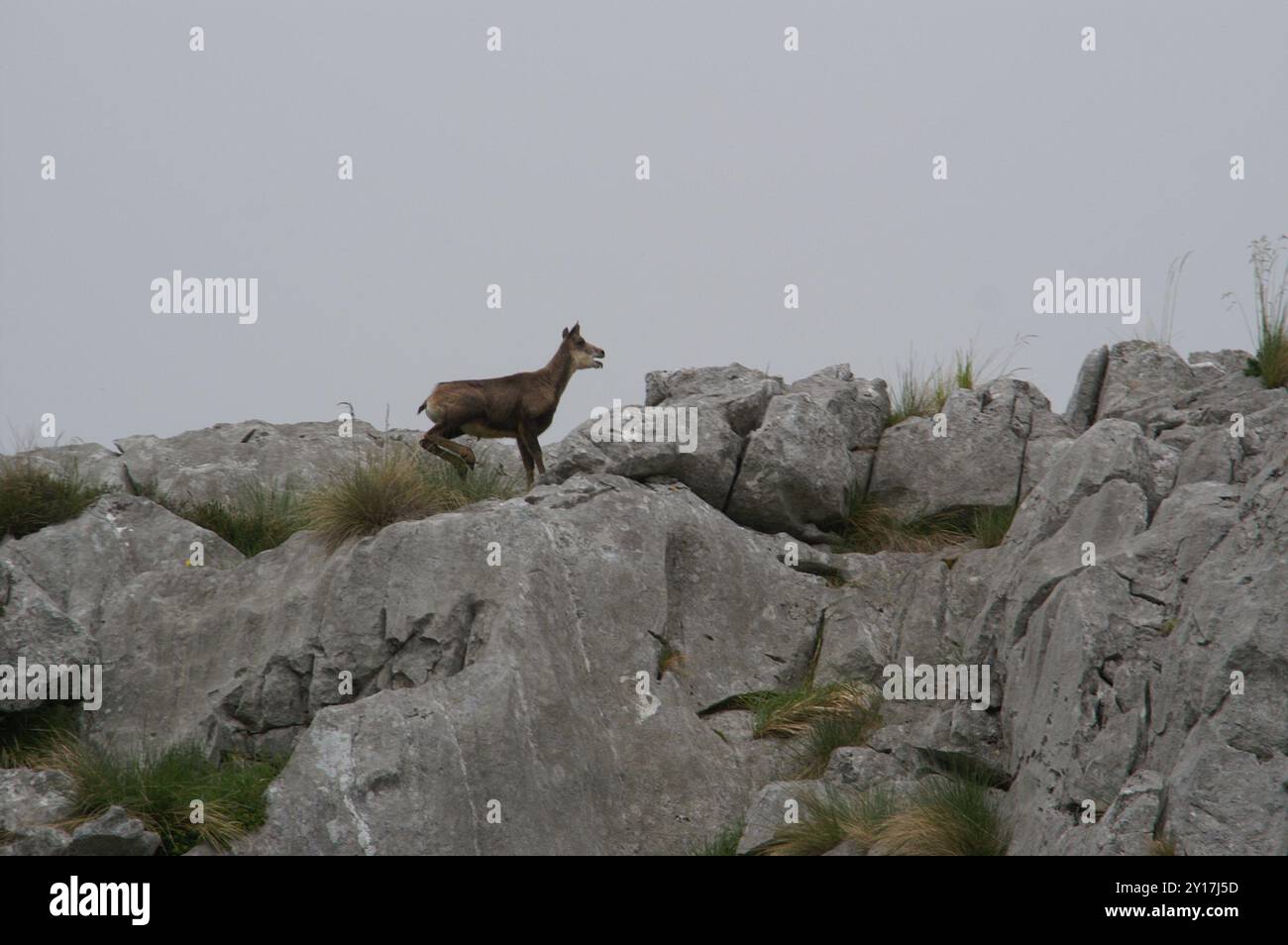 Chamois Cantabrico (Rupicapra pyrenaica parva) Mammalia Foto Stock