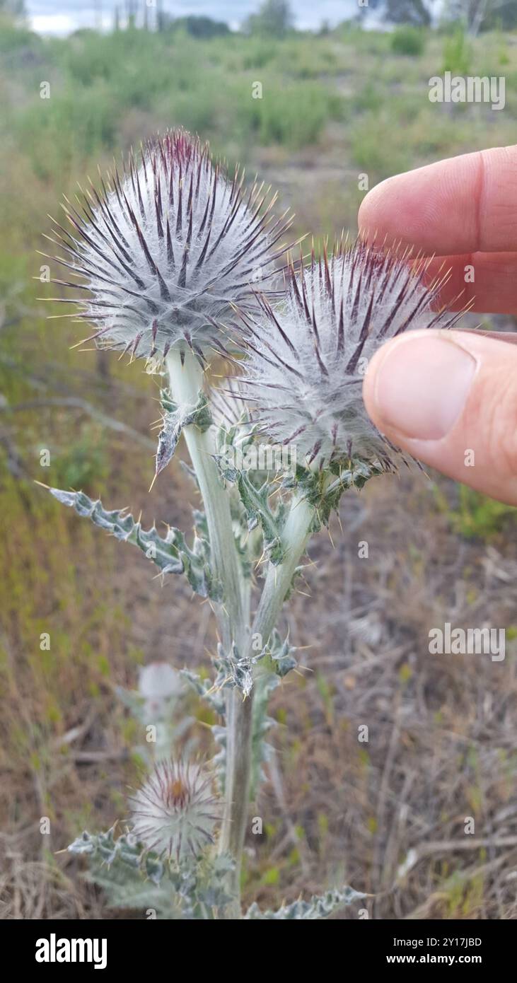 Cobwebby Thistle (Cirsium occidentale) Plantae Foto Stock