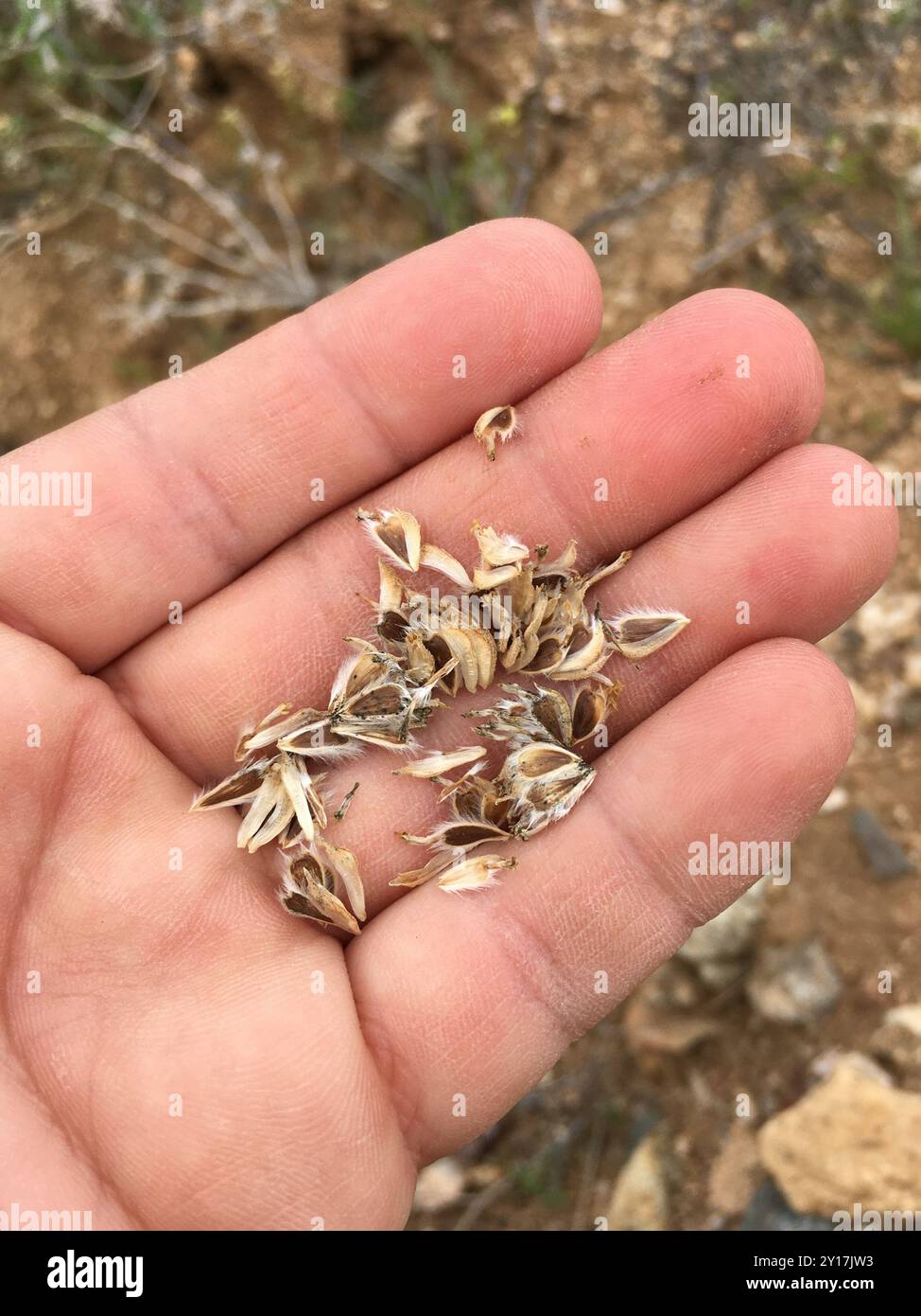 Virgin River Brittlebush (Encelia virginensis) Plantae Foto Stock