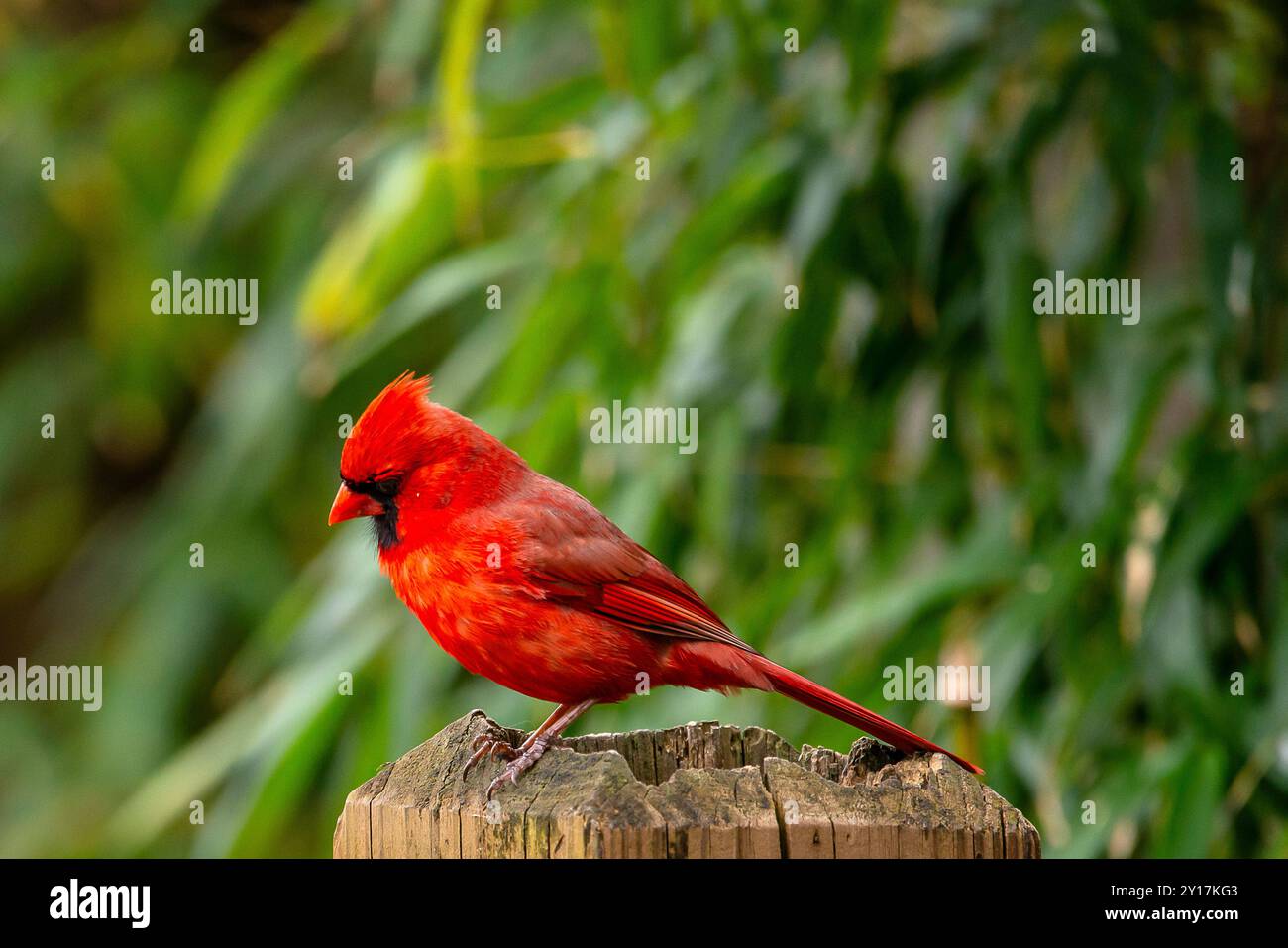 Il cardinale Nord Foto Stock