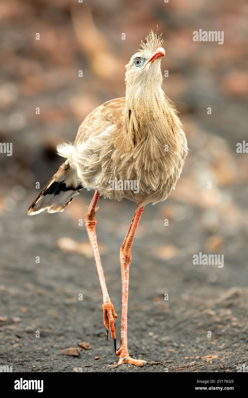 Coccodrillo nelle mandrovie Foto Stock