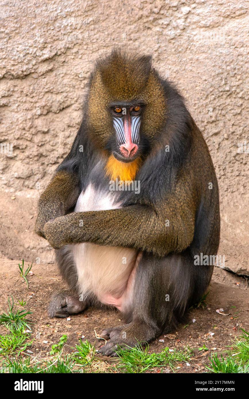 Mandrillo Foto Stock