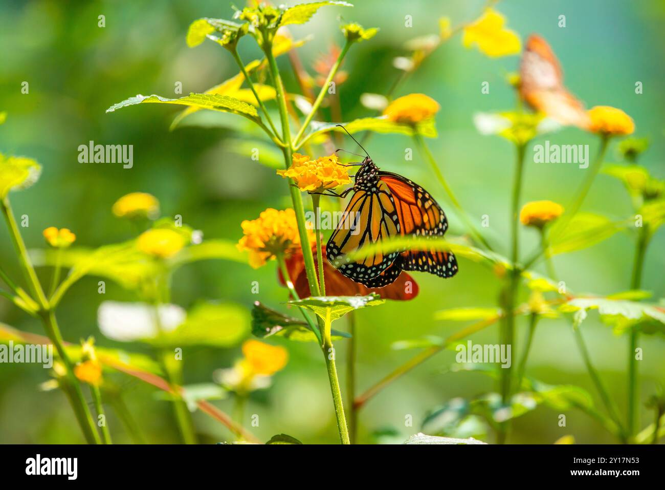 Farfalla su un fiore Foto Stock
