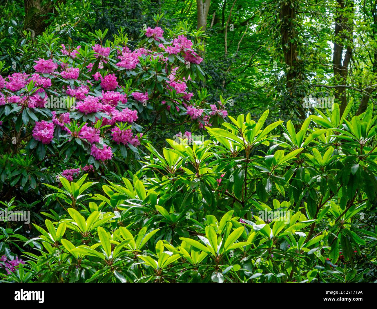 Rododendri in primavera a Lea Gardens una popolare attrazione turistica vicino a Matlock Derbyshire Dales Peak District Inghilterra REGNO UNITO Foto Stock