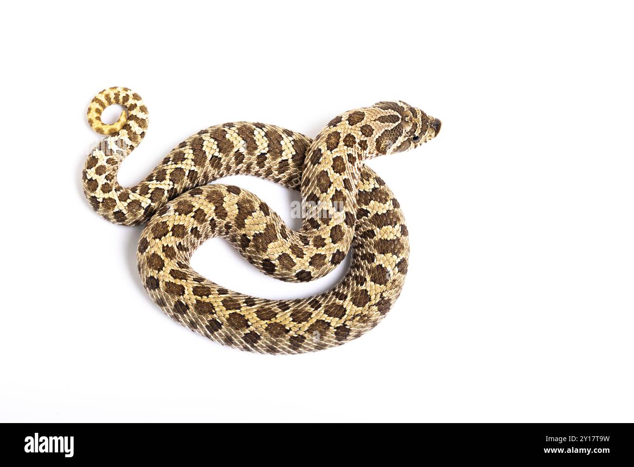 WESTERN Hognose Snake, Heterodon nasicus, su sfondo bianco Foto Stock