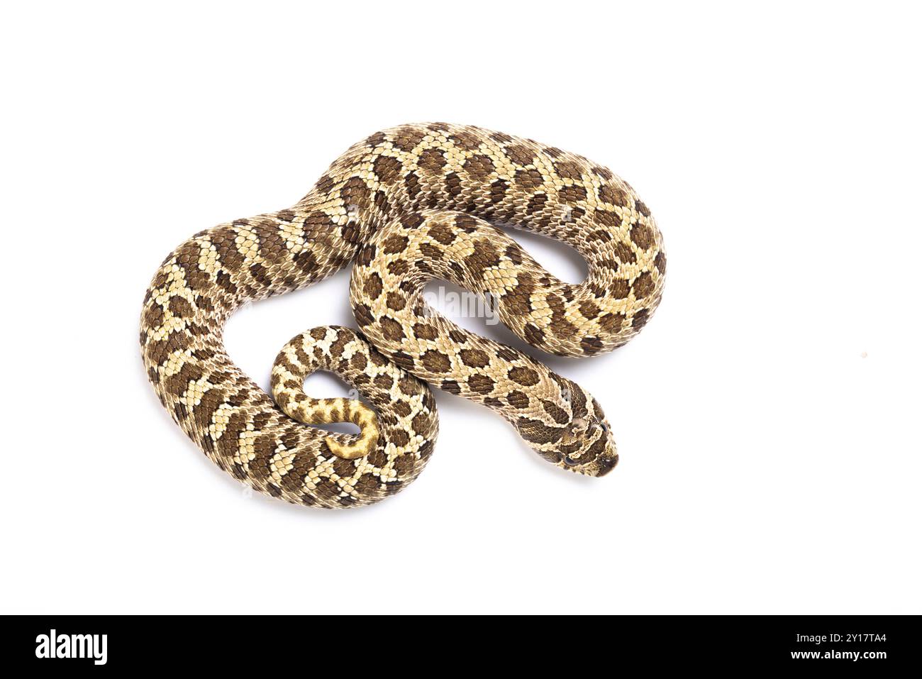 WESTERN Hognose Snake, Heterodon nasicus, su sfondo bianco Foto Stock