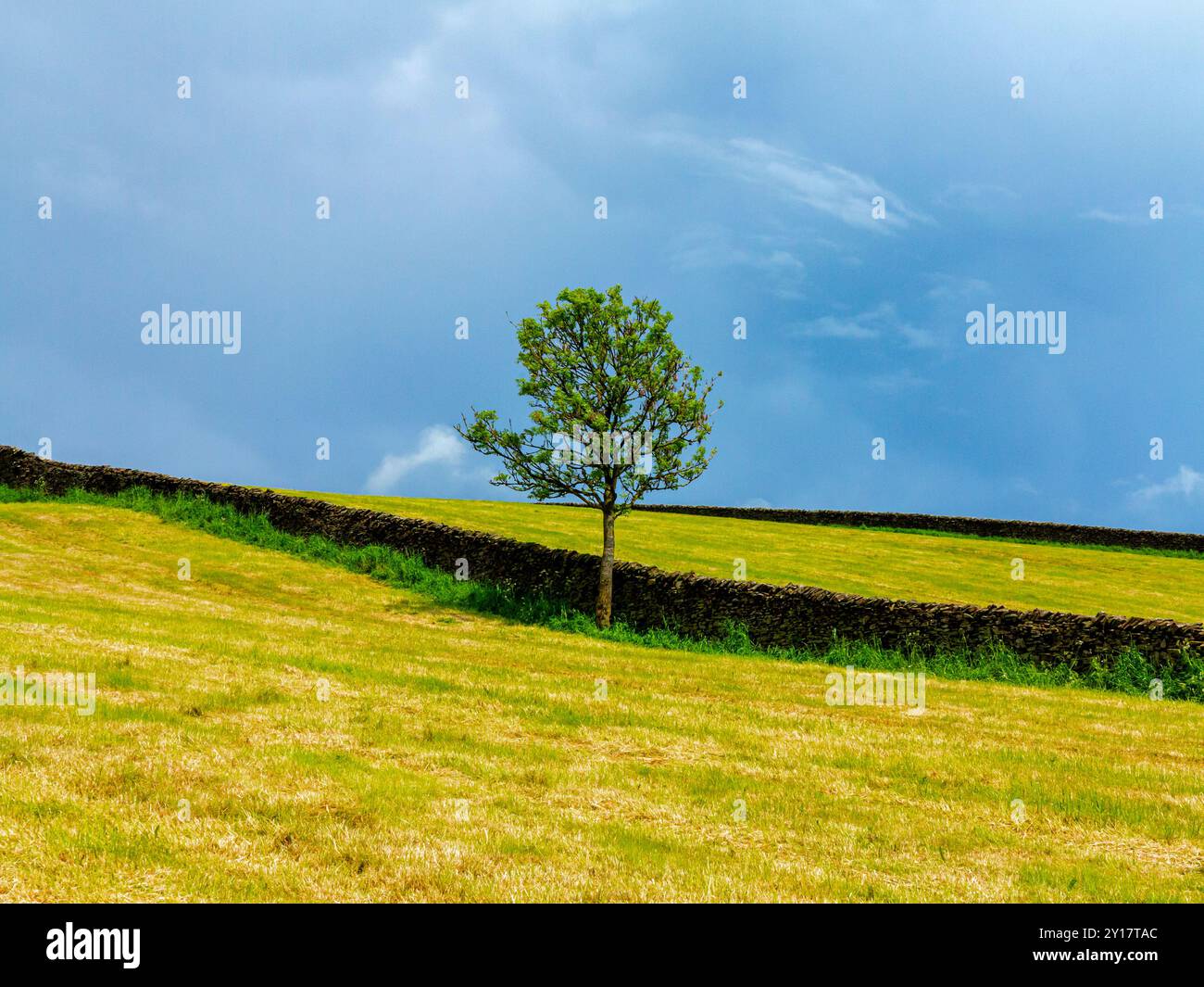 Paesaggio con alberi e pareti a secco in primavera nel Peak District National Park, Inghilterra, Regno Unito. Foto Stock