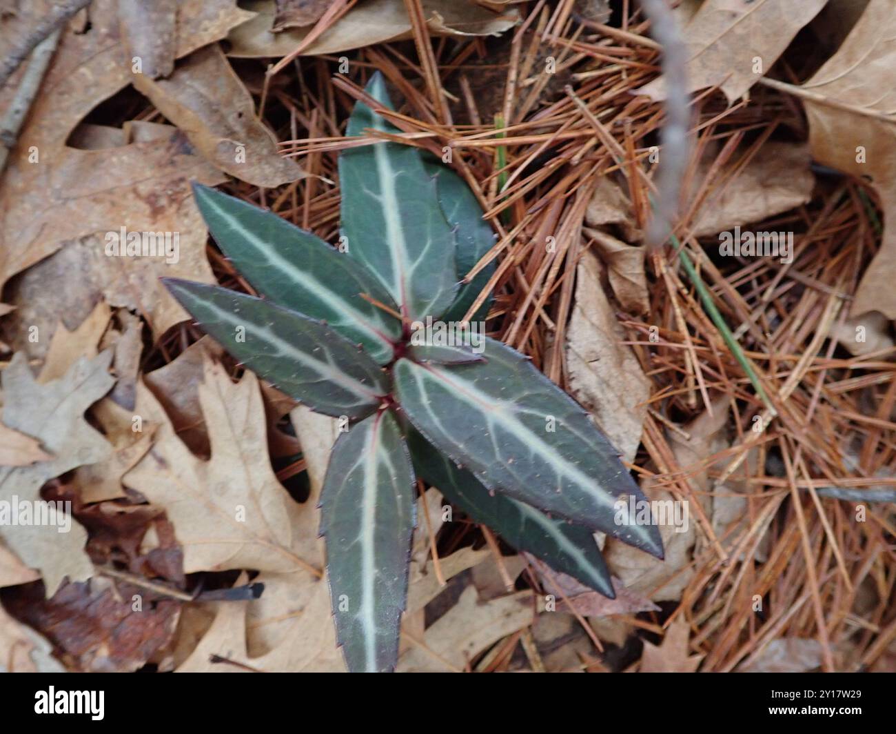 Plantae wintergreen a righe (Chimaphila maculata) Foto Stock