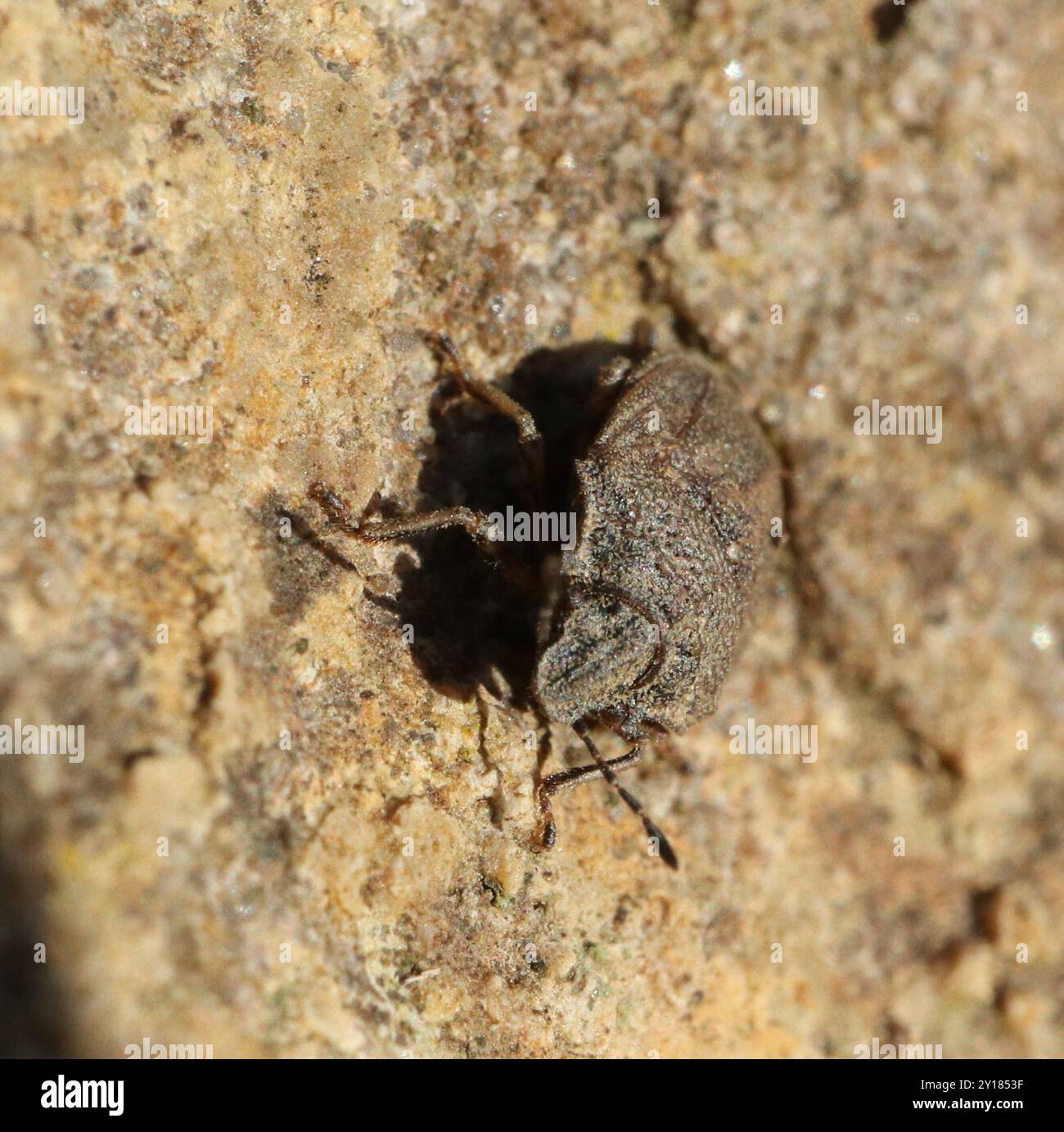 Insetto europeo della tartaruga (Podops inunctus) Insecta Foto Stock