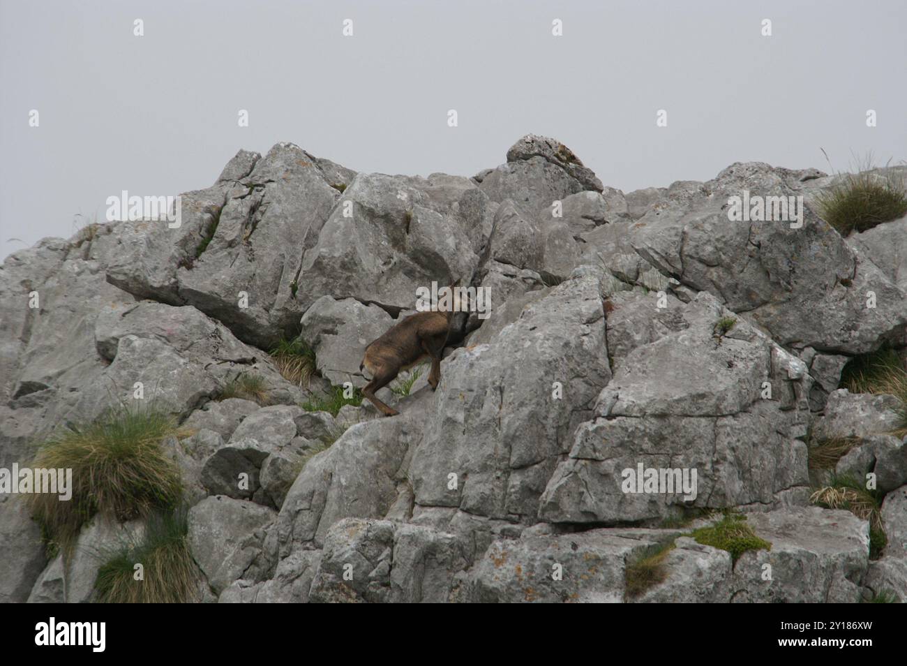 Chamois Cantabrico (Rupicapra pyrenaica parva) Mammalia Foto Stock