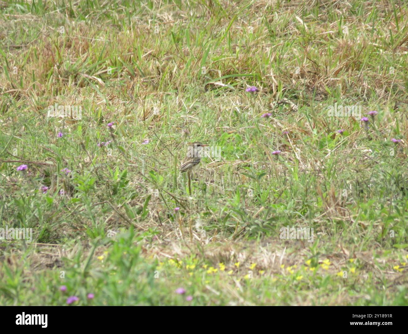 Tiranno dalla coda strana (Alectrurus risora) Aves Foto Stock