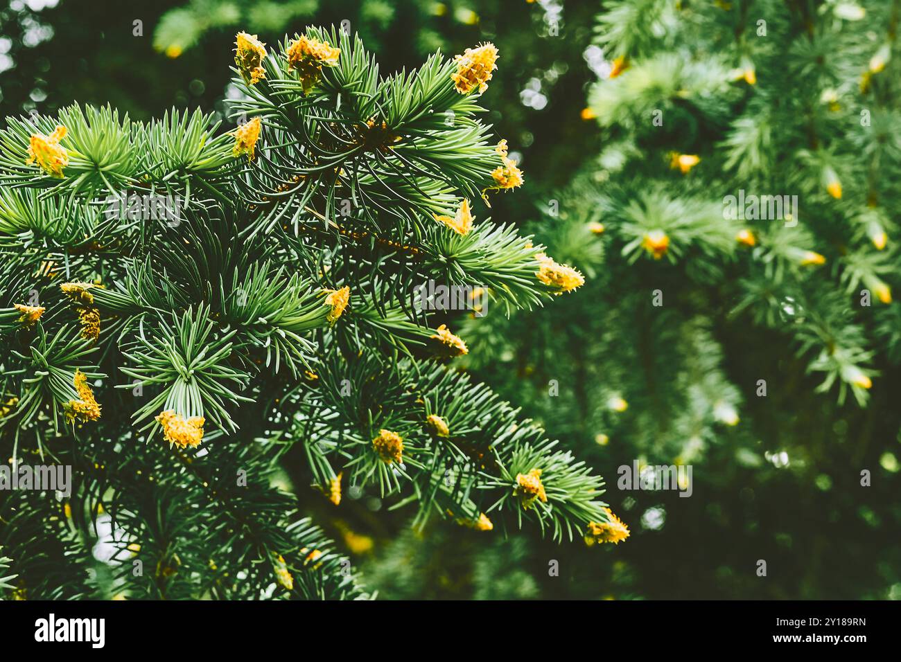 un albero di conifere sempreverde con ammassi di lunghe foglie ad ago. Foto Stock