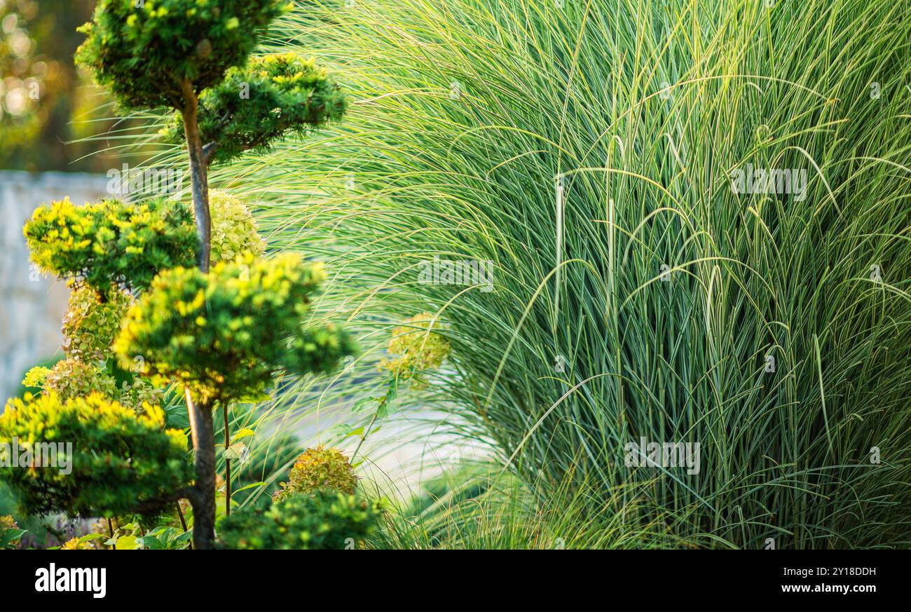 Erbe ornamentali verdi vibranti e arbusti dalla forma accurata riempiono il giardino di tranquillità durante l'ora d'oro, creando un'atmosfera tranquilla Foto Stock