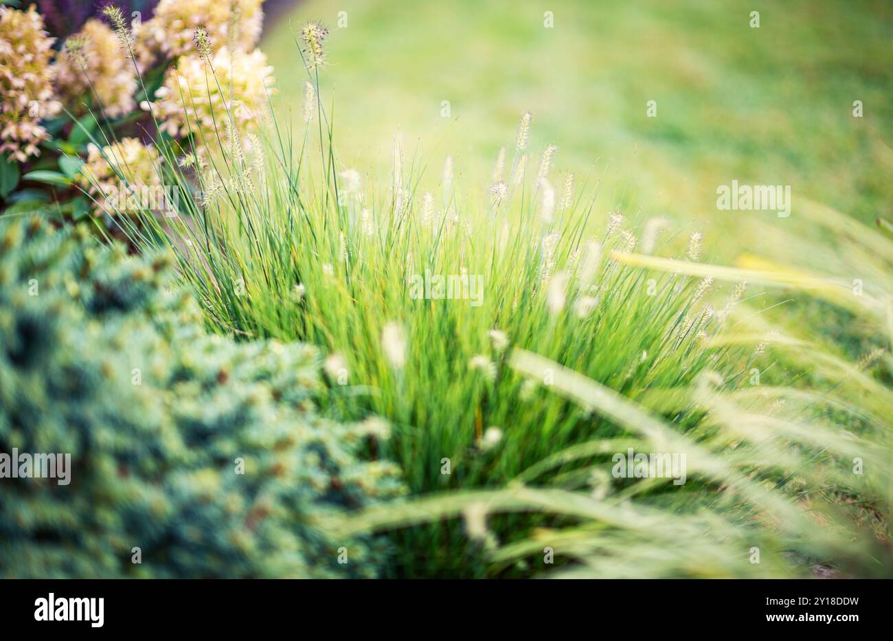 Un vivace giardino pieno di erba verde alta e fiori in fiore crea un'atmosfera tranquilla in una giornata di sole. Foto Stock