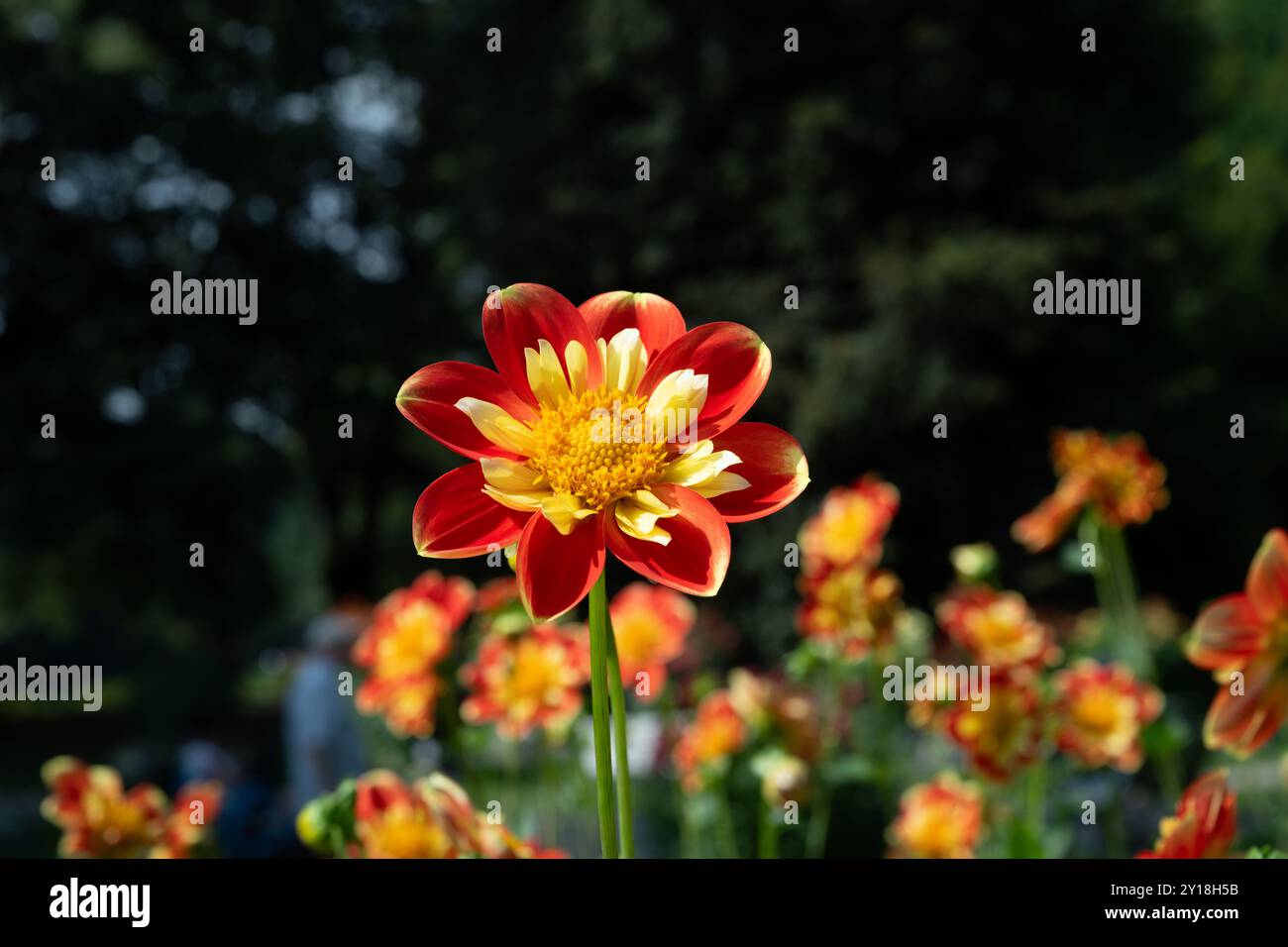 Il dahlia (nome, Pooh) nel giardino dahlia Baden vicino al vicolo lichtentaler. Baden Baden, Baden Wuerttemberg, Germania Foto Stock