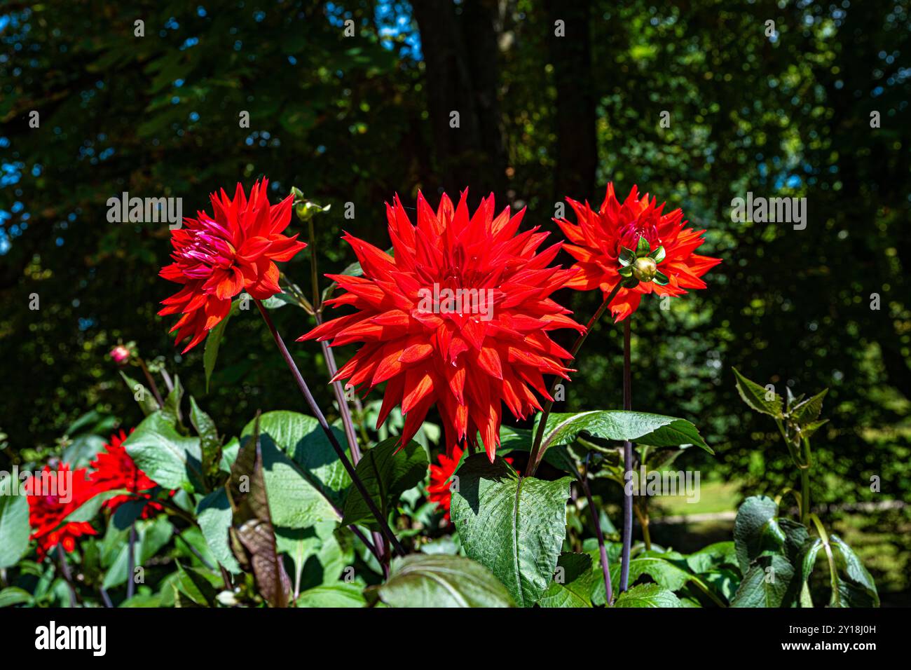 Il dahlia (nome, Hapet Red Jack) nel giardino dahlia Baden Baden vicino al vicolo lichtentaler. Baden-Baden, Baden Württemberg, Germania Foto Stock