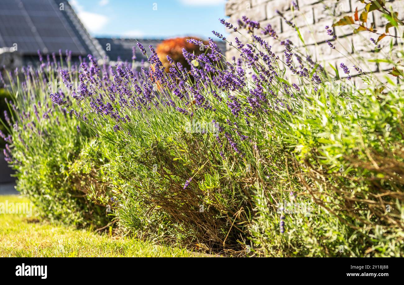 Le piante viola di lavanda fioriscono in un giardino, crogiolandosi alla luce del sole con uno sfondo di verde fogliame e pareti di pietra, creando una serena atmosfera estiva Foto Stock