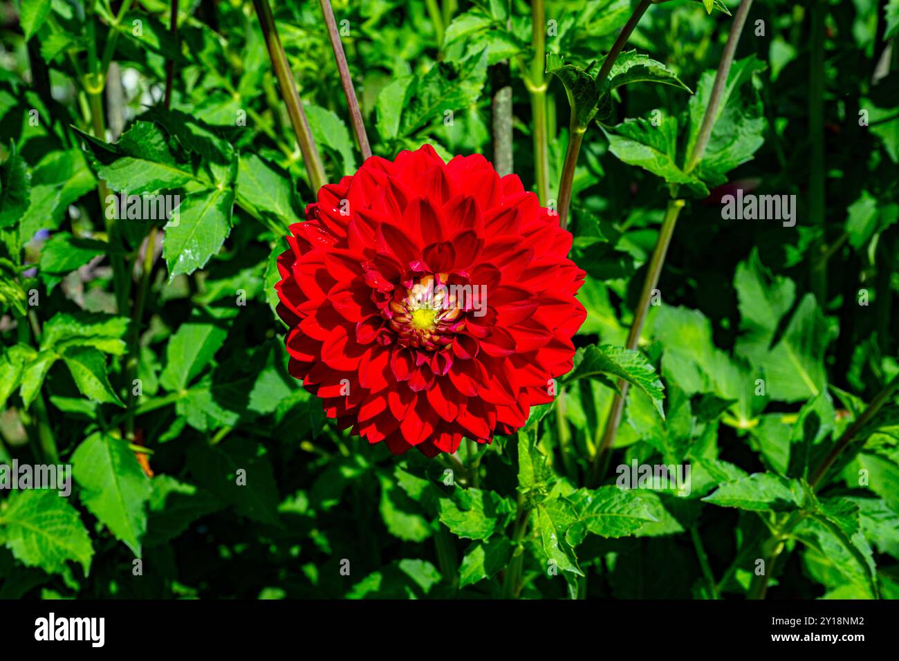 Il dahlia (nome, Hapet semplicemente Rosso) nel giardino dahlia Baden Baden vicino al vicolo lichtentaler. Baden Baden, Baden Württemberg, Germania Foto Stock