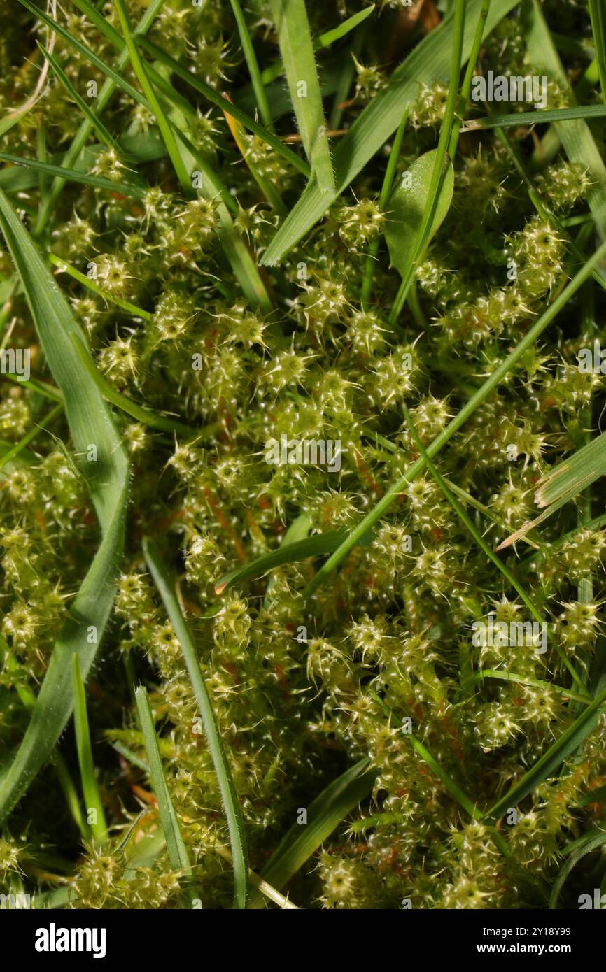 Piazza Moss Gooseneck (Rhytidiadelphus Square) Plantae Foto Stock