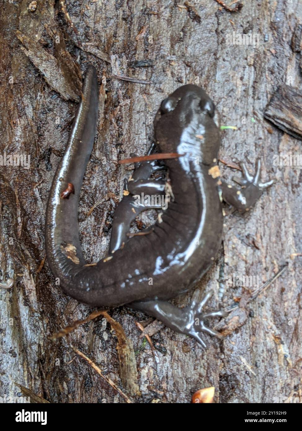 Salamandra nordoccidentale (Ambystoma gracile) Amphibia Foto Stock