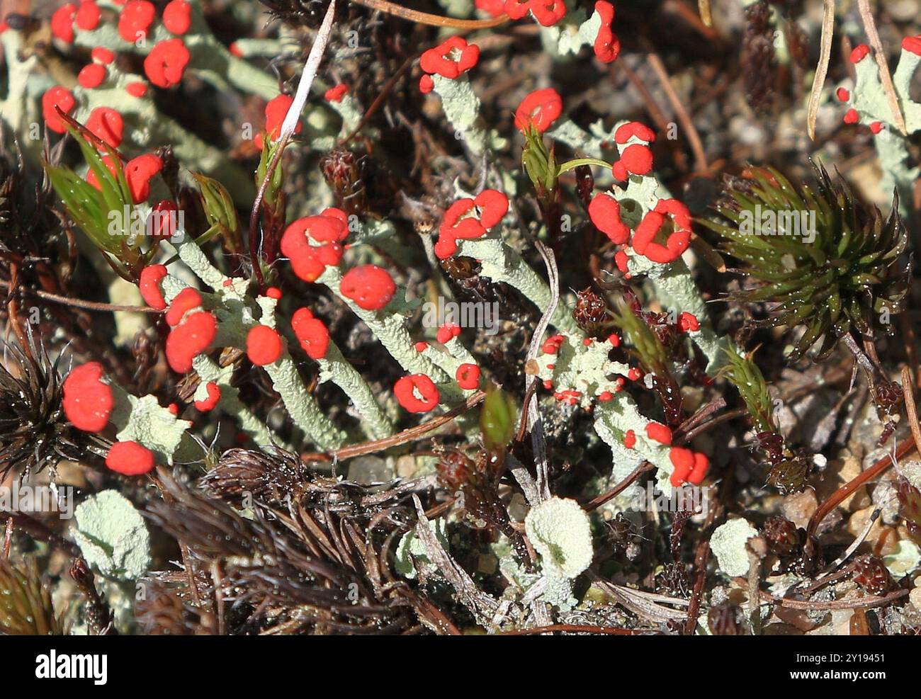 Soldato britannico lichen (Cladonia cristatella) funghi Foto Stock