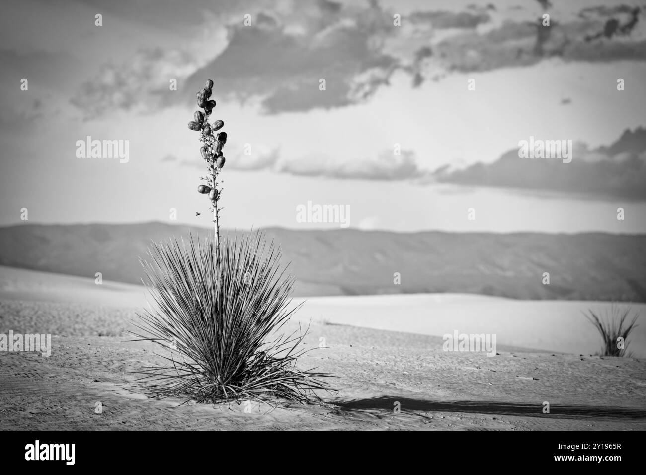 Le piante di Yucca si trovano nel deserto al White Sands National Park vicino ad Alamogordo, New Mexico. Foto Stock
